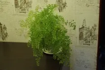 Які кімнатні рослини живуть за низької освітленості живуть