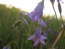 Як фотографувати квіти, Ідеї для фотосесій квіти