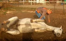 Як навчити коня укладання, Щасливі Коні коні