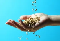 Як не помилитися при покупці насіння - Сад та город город