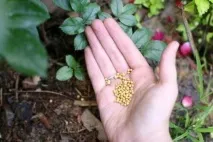 Як підготувати троянди до зими в Підмосков’ї, Сибіру, на півночі зими