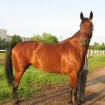 Якого кольору гнідий кінь кольору