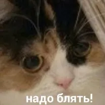 стимі