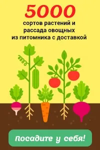 Як я гарбуз садила мене