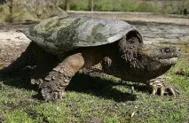Кайманова черепаха черепаха