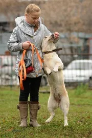 Клуб Dogcity собака