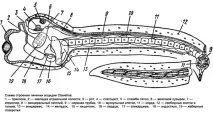 Клас Асцидії (Ascidiae) асцидії, вільно личинка, що вільно плаває, безстатеве розмноження асцидій вогнетки ascidiae