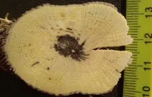 Клематіс виноградолистий (Clematis vitalba L Clematis