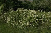 Клематіс виноградолистий (Clematis vitalba L клематіс