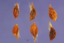 Клематіс виноградолистий (Clematis vitalba L виноградолистий