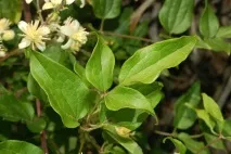 Клематіс виноградолистий (Clematis vitalba L виноградолистий