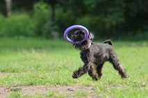 Клуб Dogcity правильно