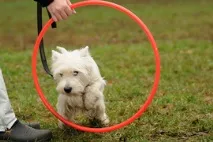 Клуб Dogcity собака