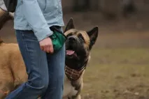 Клуб Dogcity повернути