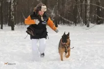 Клуб Dogcity праворуч