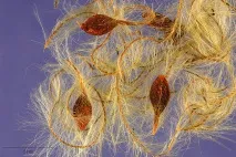 Клематіс виноградолистий (Clematis vitalba L Clematis
