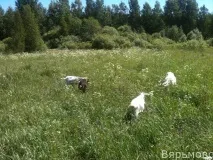 Комарі та кози комарі