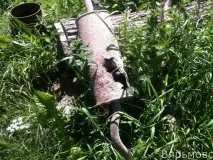 Комарі та кози комарі