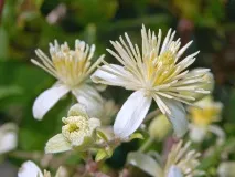 Клематіс виноградолистий (Clematis vitalba L виноградолистий