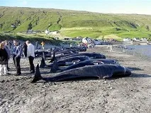 Китобійний промисел на Фарерських островах гринд