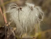 Клематіс виноградолистий (Clematis vitalba L Clematis