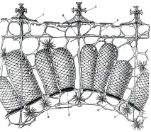 Клас скляні губки (Hyalospongia) 1968 - Життя тварин губки
