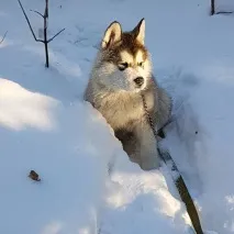 новосибірську