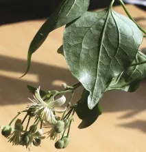 Клематіс виноградолистий (Clematis vitalba L клематіс