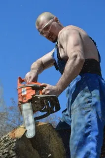 Коли бензопила оживляє дерево коли