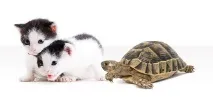 Клас Асцидії (Ascidiae) асцидії, вільно личинка, що вільно плаває, безстатеве розмноження асцидій вогнетки ascidiae