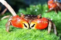 Червоний мангровий краб (Pseudosesarma moeshi) – зміст, розведення мангровий