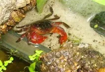 Червоний мангровий краб (Pseudosesarma moeshi) – зміст, розведення moeshi