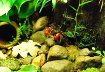 Червоний мангровий краб (Pseudosesarma moeshi) – зміст, розведення зміст
