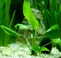 cryptocoryne