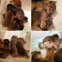 руки