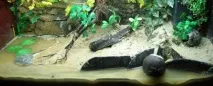 Червоний мангровий краб (Pseudosesarma moeshi) – зміст, розведення pseudosesarma