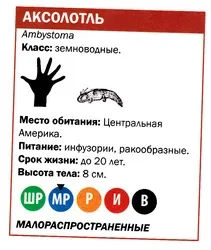 Хто такий аксолотль Паралельний світ аксолотль