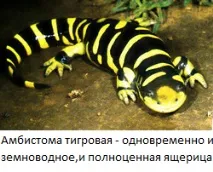 Хто такий аксолотль Паралельний світ паралельний