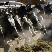 Кривавий пронос у корови лікування, причини причини