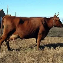 Кривавий пронос у корови лікування, причини лікування