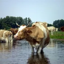 Кривавий пронос у корови лікування, причини причини