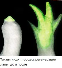 Хто такий аксолотль Паралельний світ такий