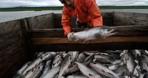 Lactalis вивезе грузинську молочну продукцію до Європи грузинську