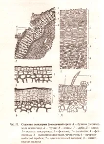 Лаб 5 тканини