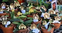 leplants