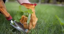 насіння