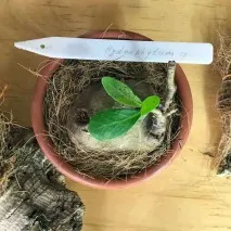 leplants