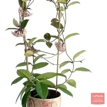 leplants