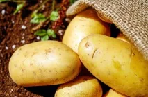 Cele mai bune soiuri de cartofi pentru cultivarea în Primorye