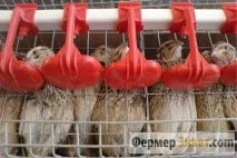Маньчжурські перепели особливості породи перепели